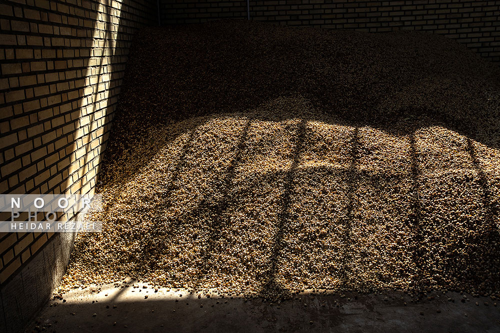 برداشت پسته از باغات نیشابور مشهد