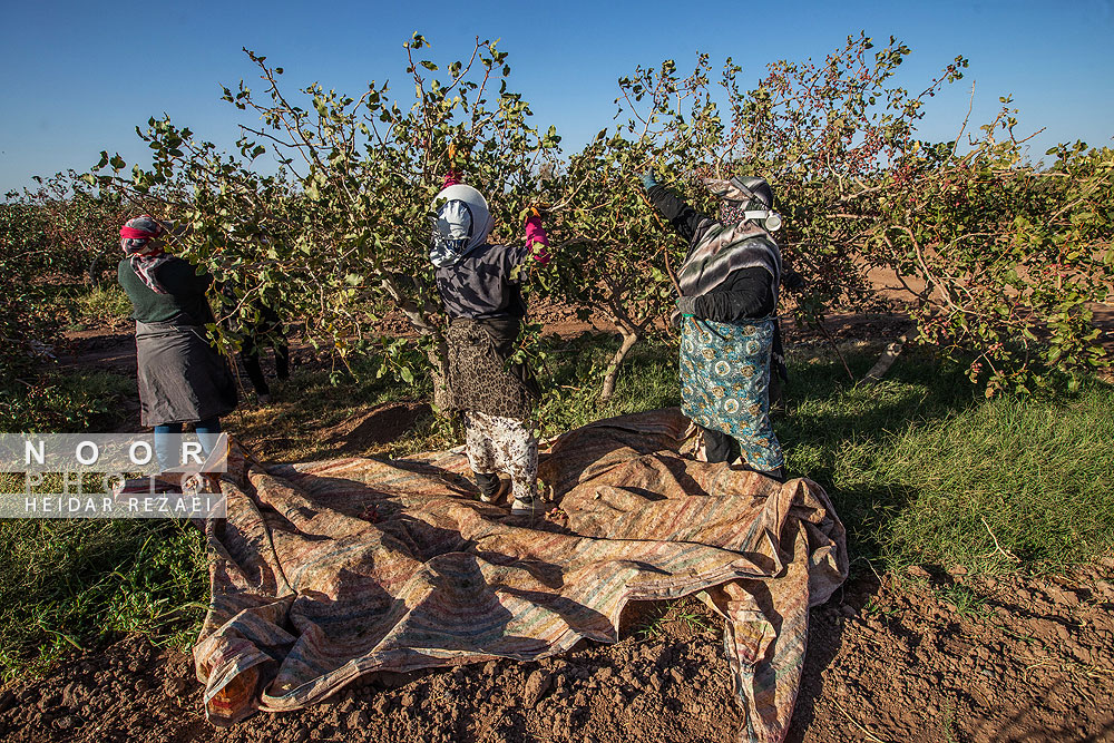 برداشت پسته از باغات نیشابور مشهد