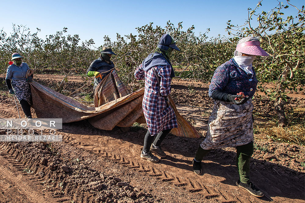 برداشت پسته از باغات نیشابور مشهد