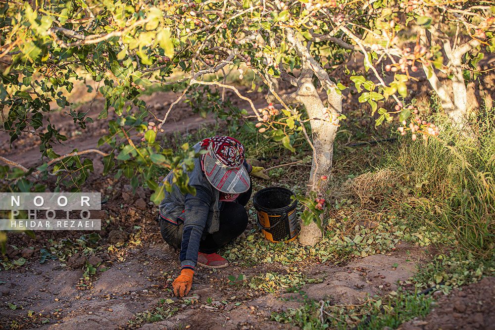 برداشت پسته از باغات نیشابور مشهد