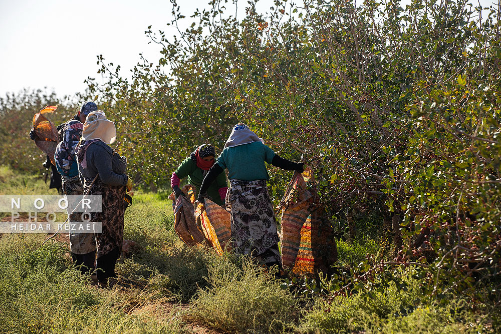 برداشت پسته از باغات نیشابور مشهد