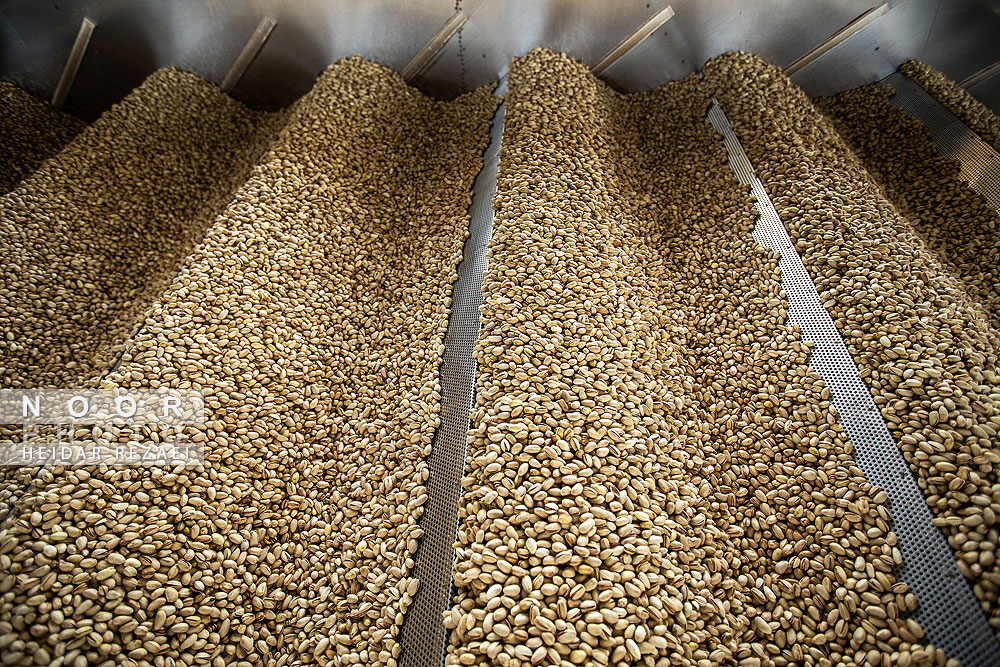 برداشت پسته از باغات نیشابور مشهد