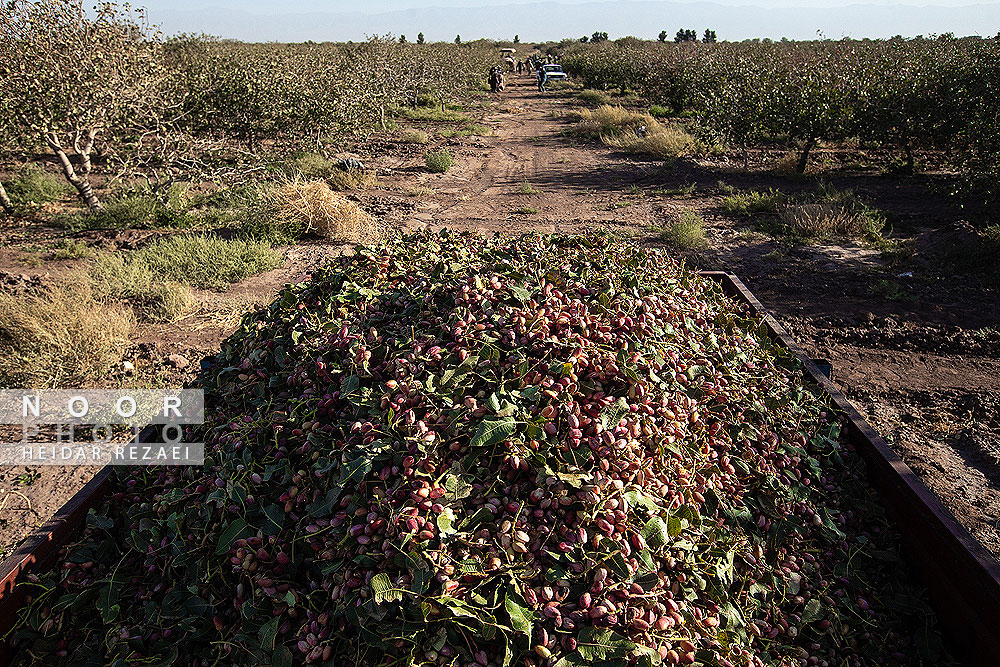برداشت پسته از باغات نیشابور مشهد