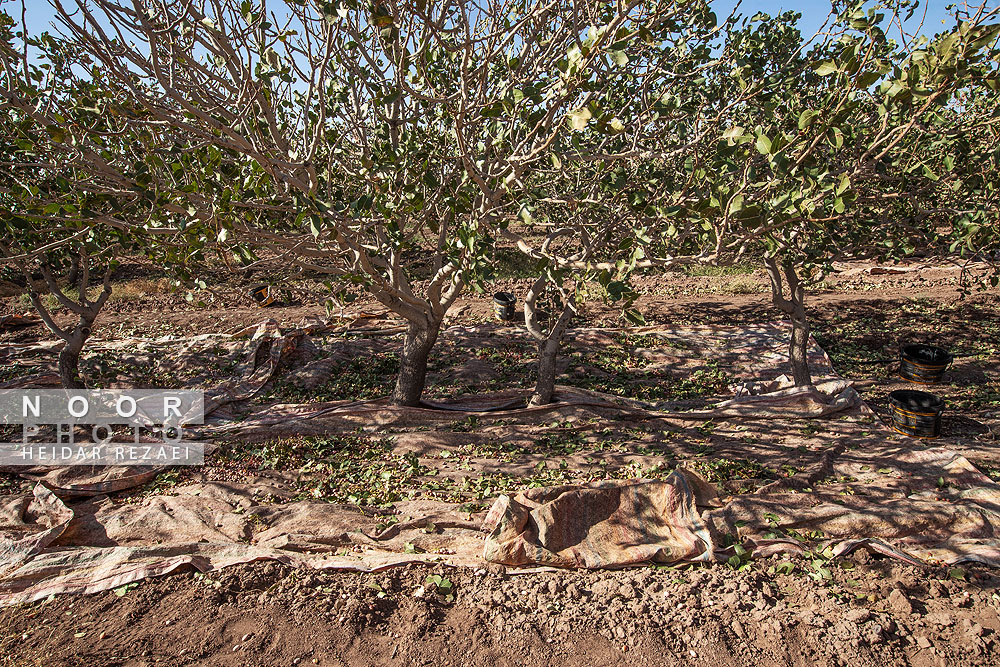 برداشت پسته از باغات نیشابور مشهد