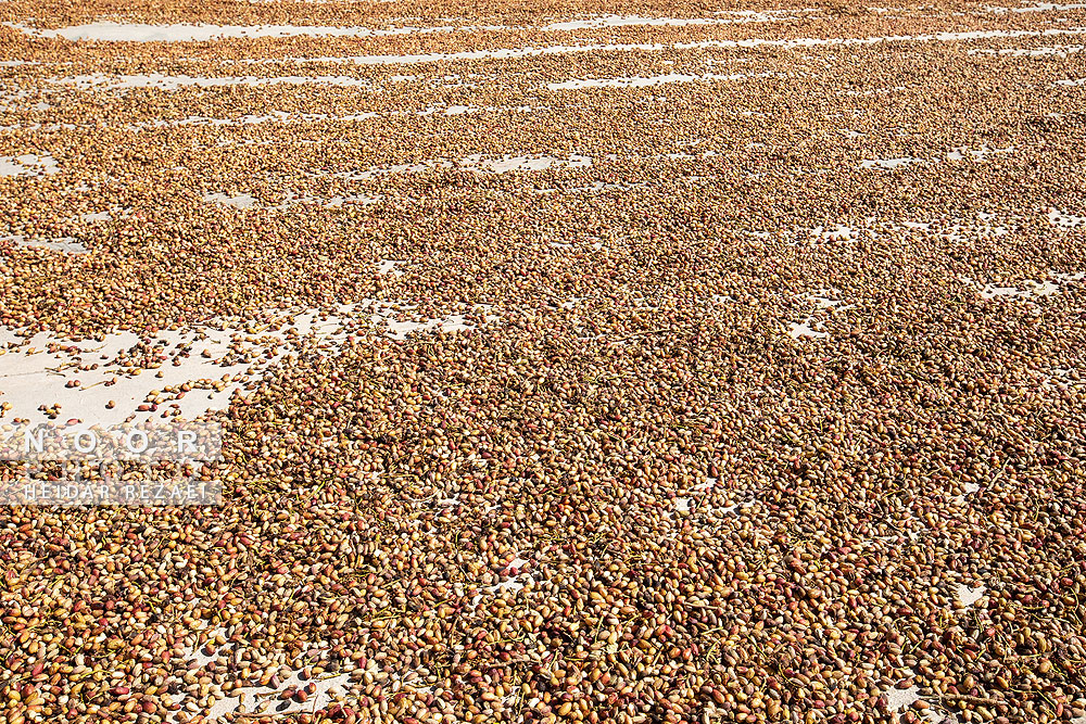 برداشت پسته از باغات نیشابور مشهد