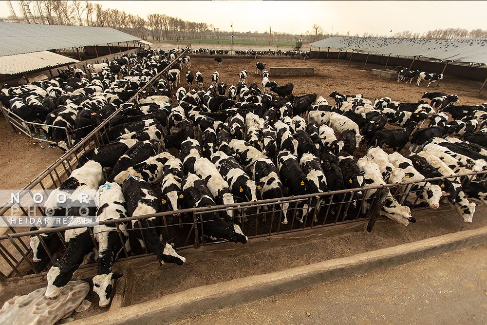 دامداری تلیسه نمونه