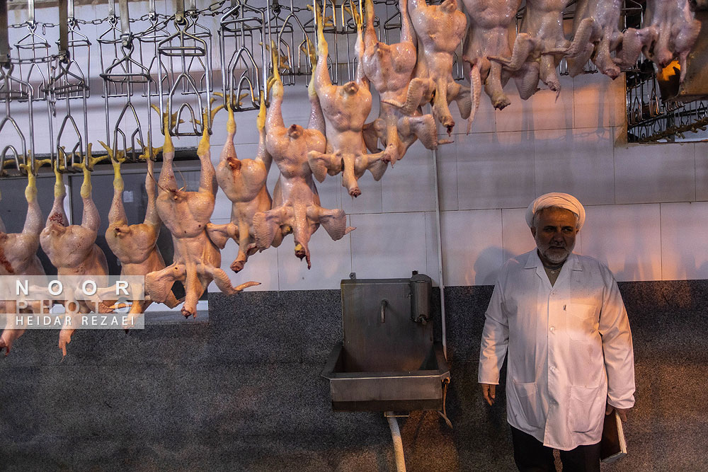 تولید مرغ خانگی ارومیه