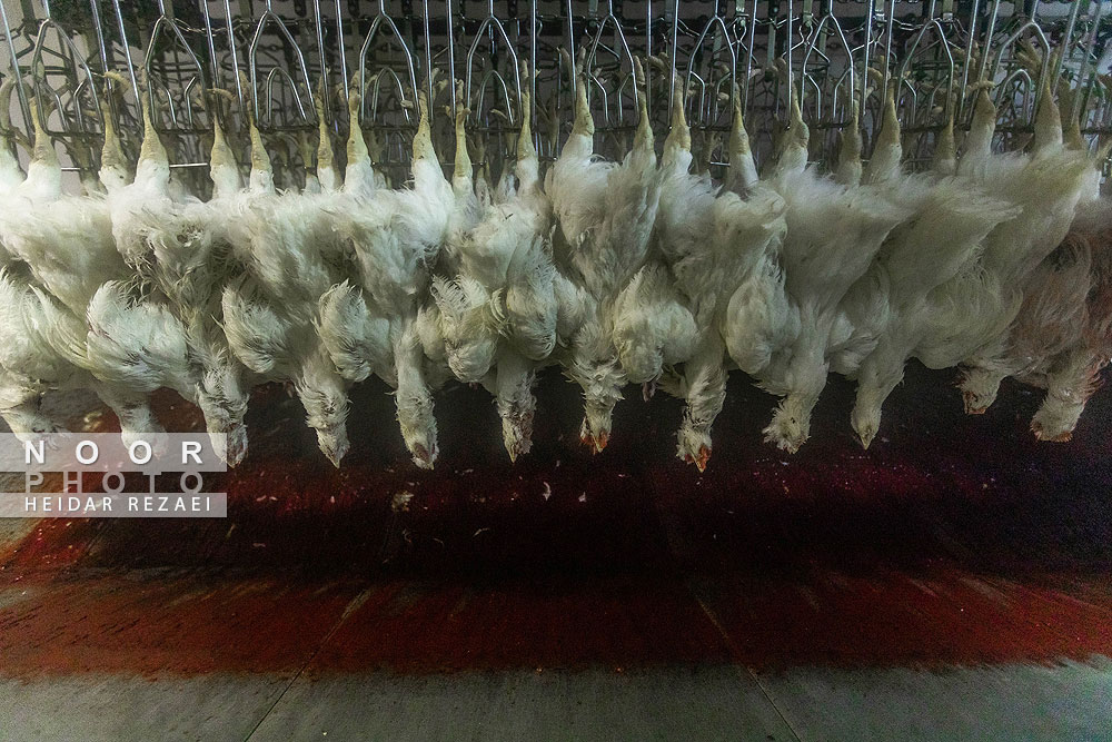 تولید مرغ خانگی ارومیه