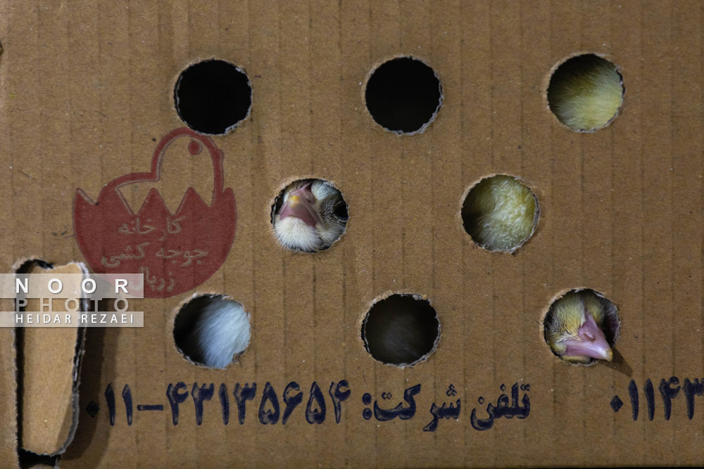 جوجه و مرغ تخم گذار زربال آمل