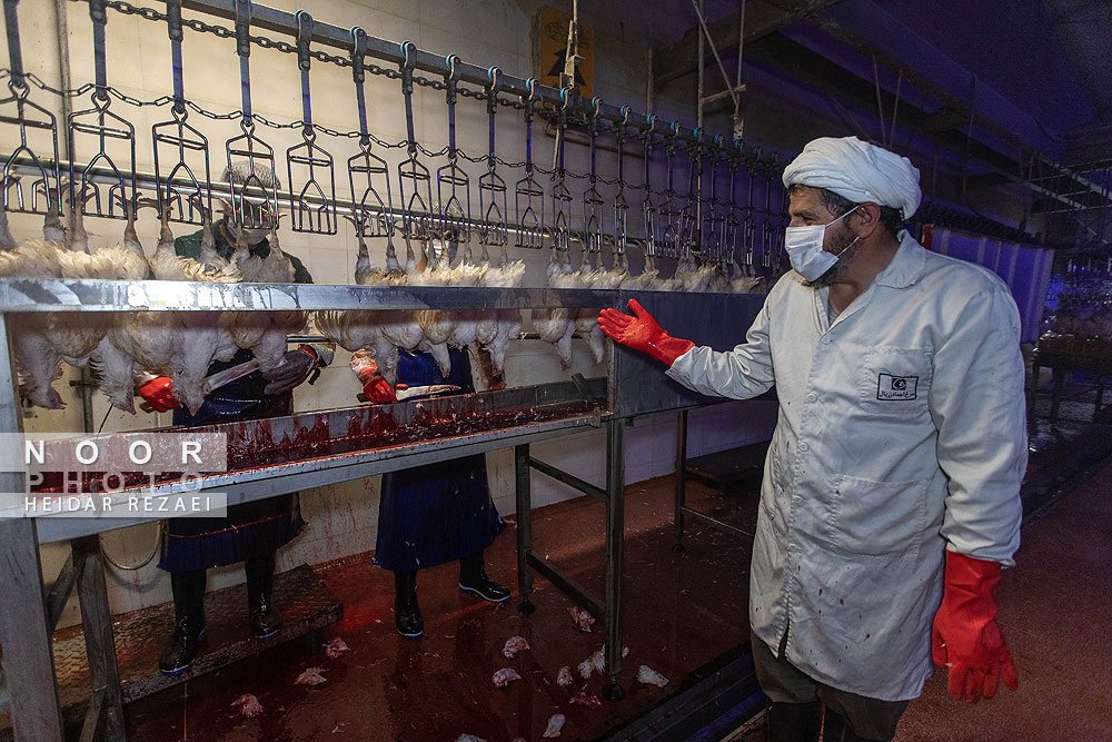 کشتارگاه زربال مرغ آمل