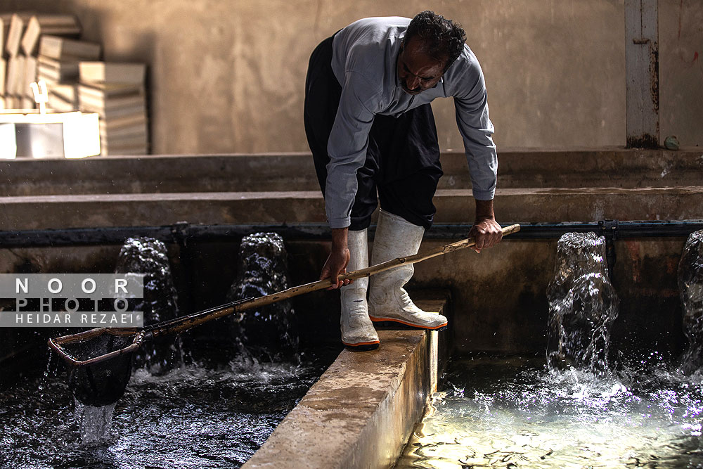 پرورش ماهی ماهیچال الیگودرز لرستان