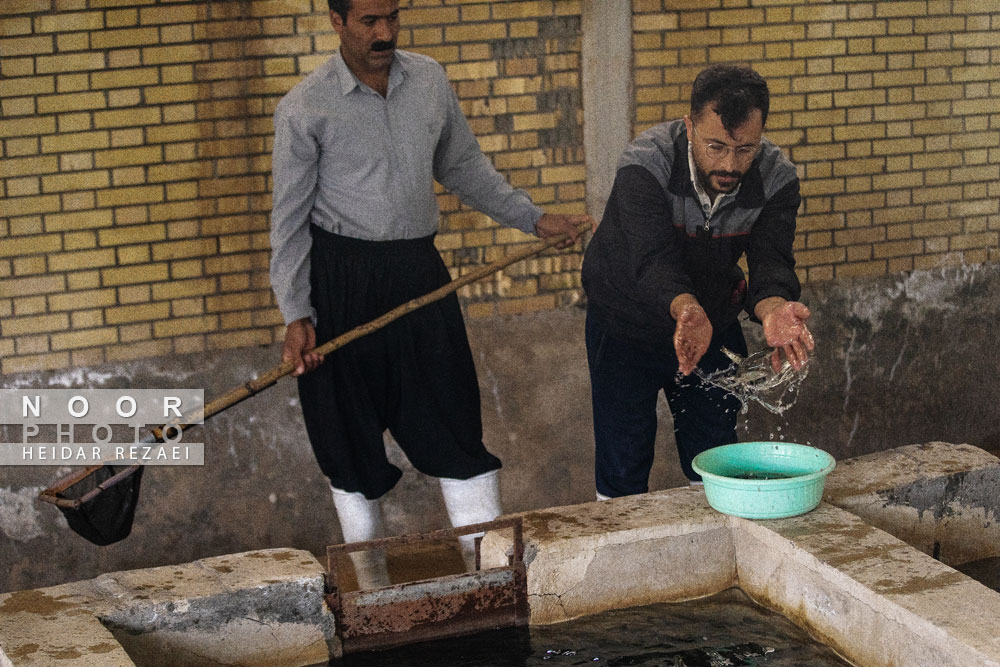پرورش ماهی ماهیچال الیگودرز لرستان