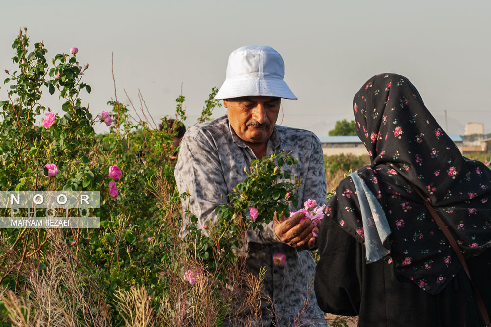 برداشت گل و گلابگیری در اصفهان