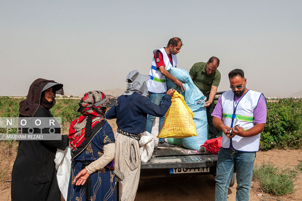 برداشت گل و گلابگیری در اصفهان