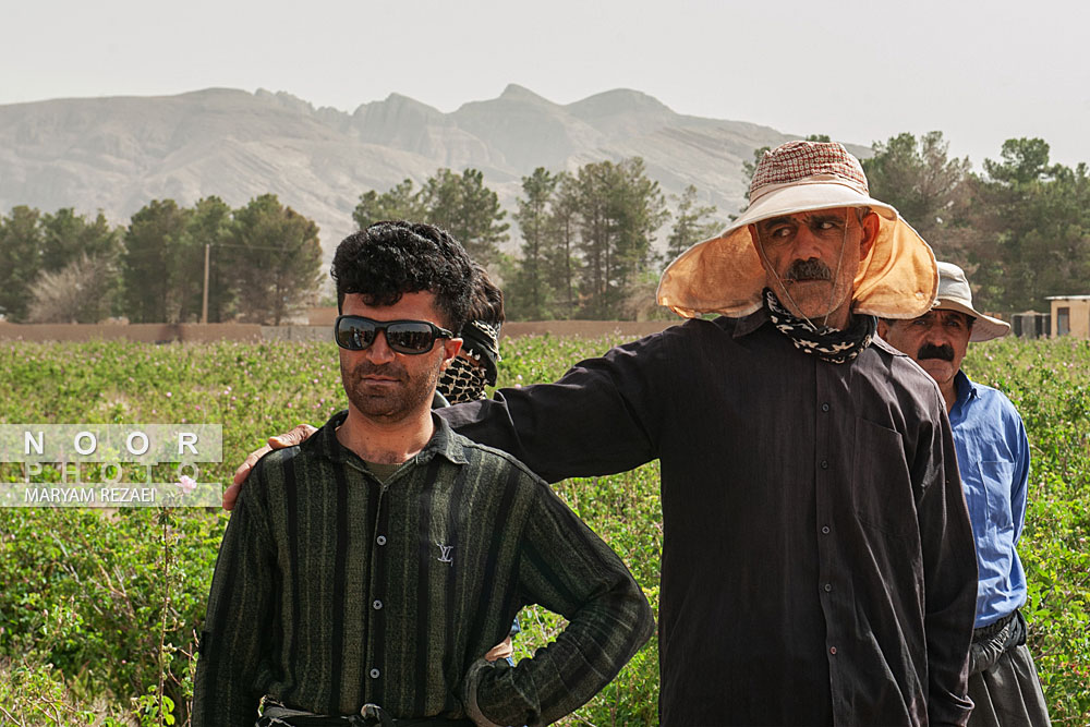 برداشت گل و گلابگیری در اصفهان