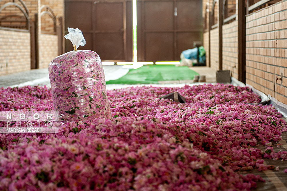 برداشت گل و گلابگیری در اصفهان