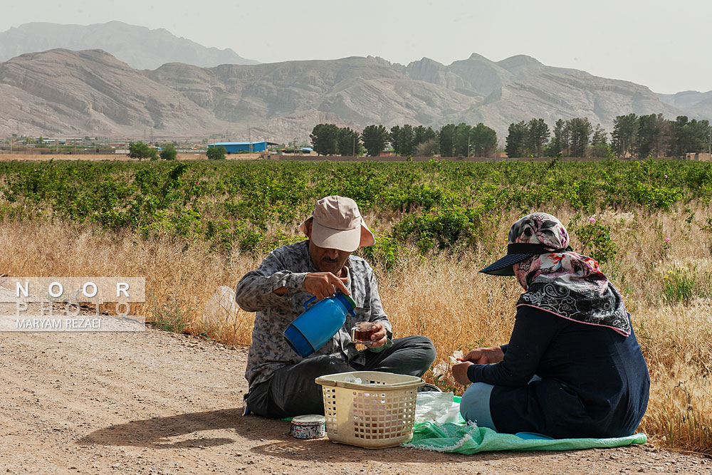 برداشت گل و گلابگیری در اصفهان