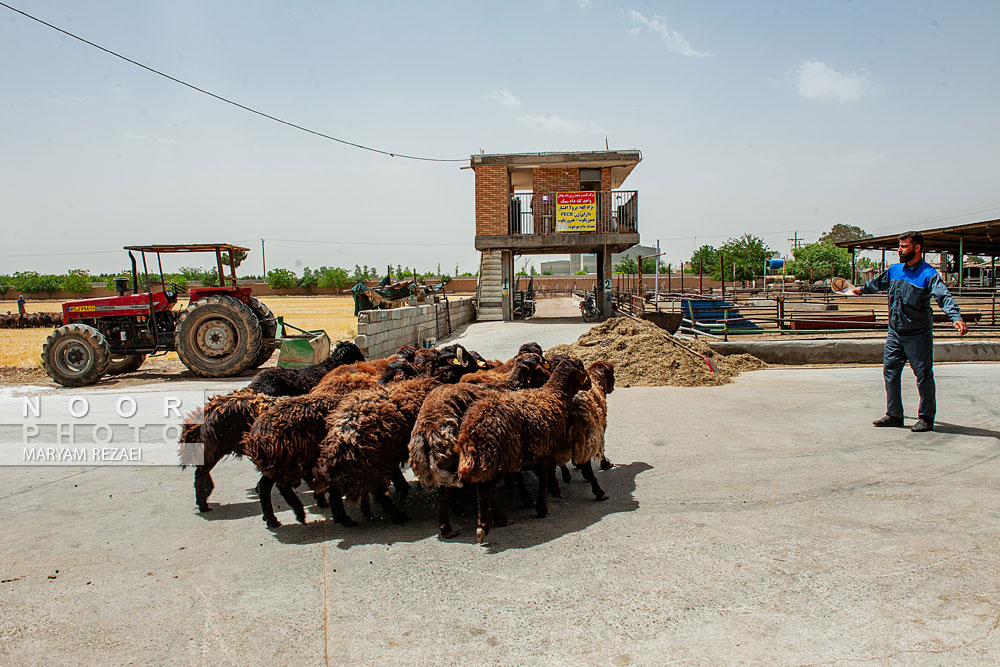 دام سبک شرکت کشت و صنعت زرین دام سپاهان
