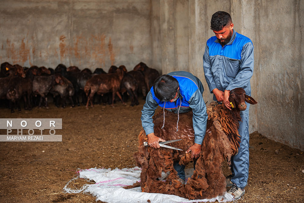 دام سبک شرکت کشت و صنعت زرین دام سپاهان