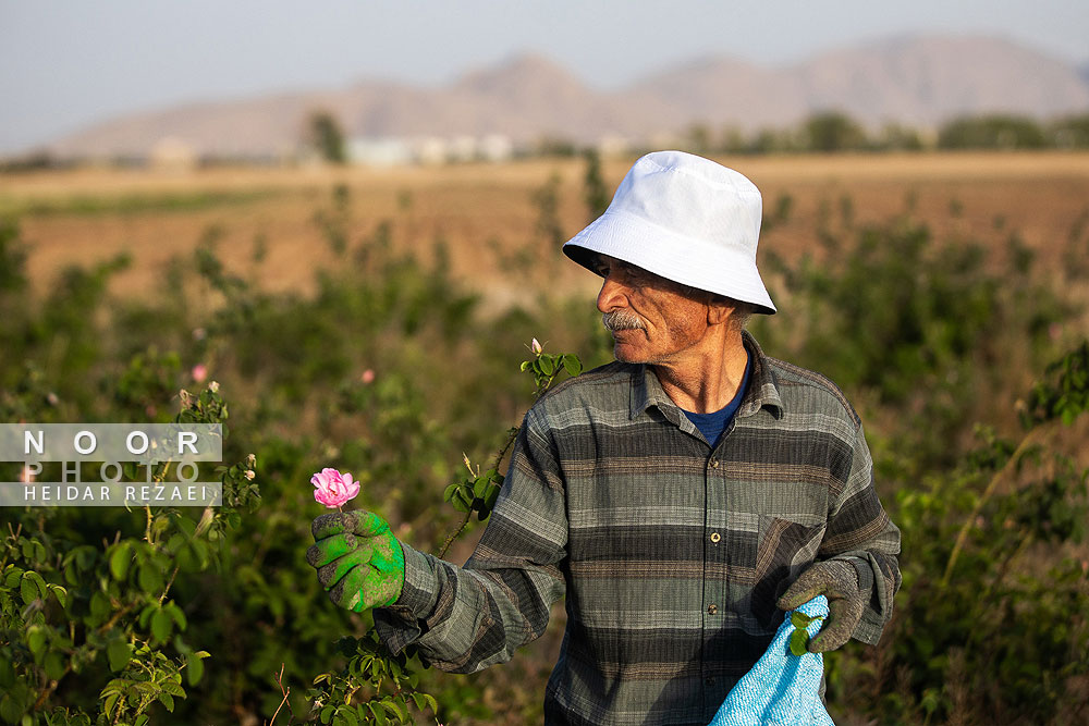برداشت گل محمدی از باغات اصفهان