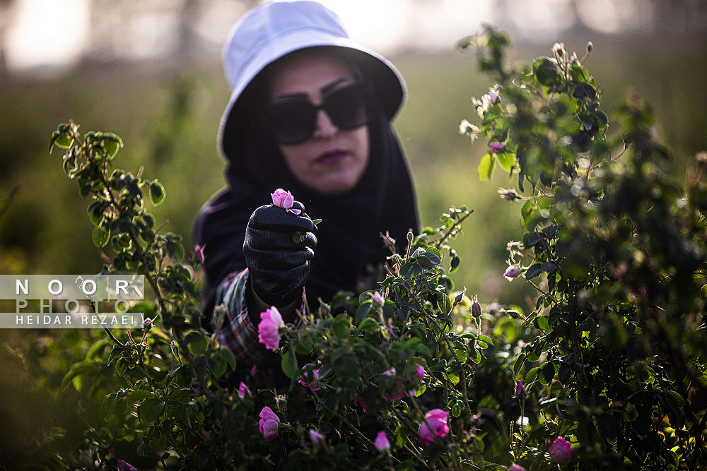 برداشت گل محمدی از باغات اصفهان