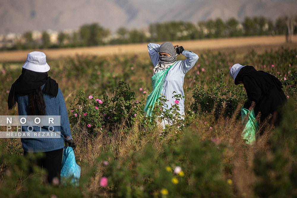برداشت گل محمدی از باغات اصفهان