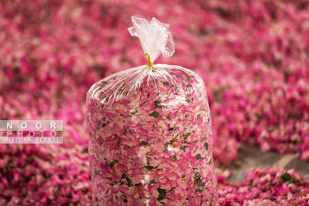 برداشت گل محمدی از باغات اصفهان