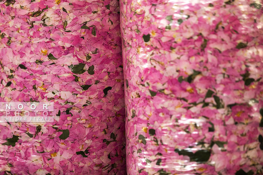 برداشت گل محمدی از باغات اصفهان