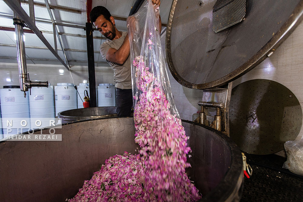 برداشت گل محمدی از باغات اصفهان