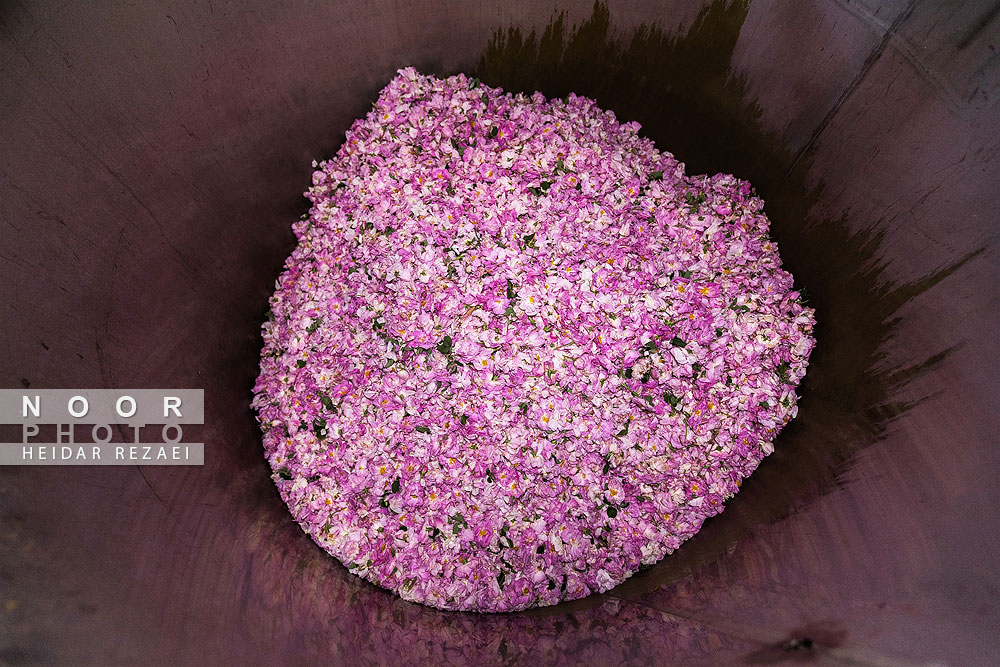 برداشت گل محمدی از باغات اصفهان