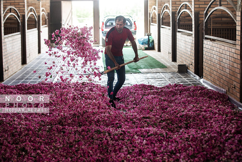 برداشت گل محمدی از باغات اصفهان