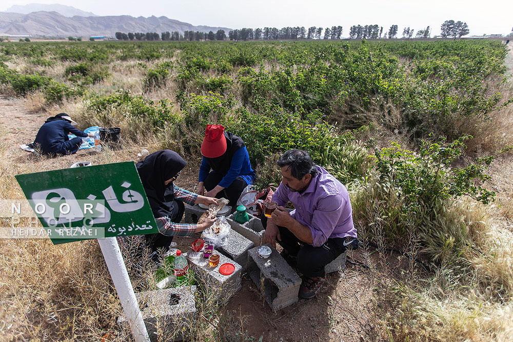 برداشت گل محمدی از باغات اصفهان