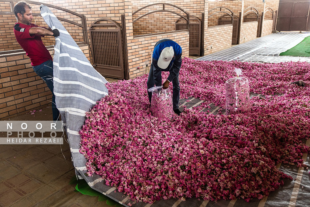 برداشت گل محمدی از باغات اصفهان