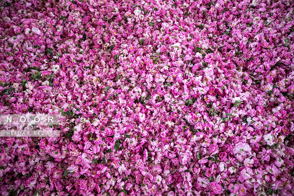 برداشت گل محمدی از باغات اصفهان