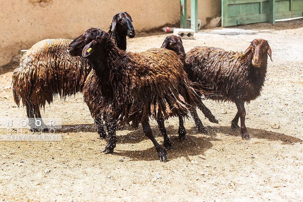 واحد دام سبک شرکت کشت و صنعت زرین دام سپاهان