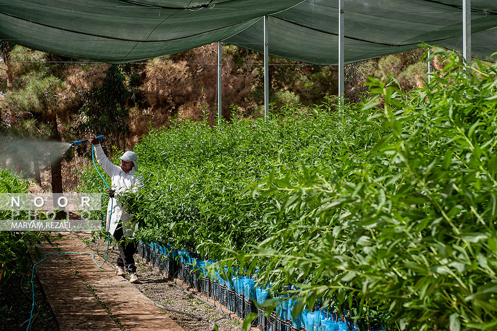 تکثیر نهال های نوین باغداری