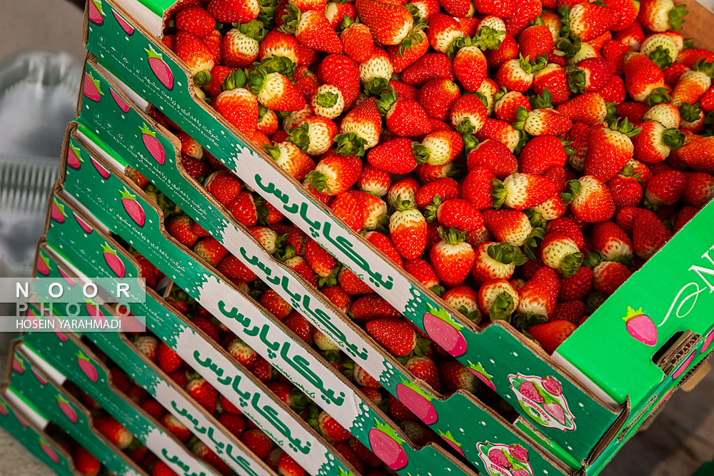 برداشت توت فرنگی از گلخانه ظفر چناران