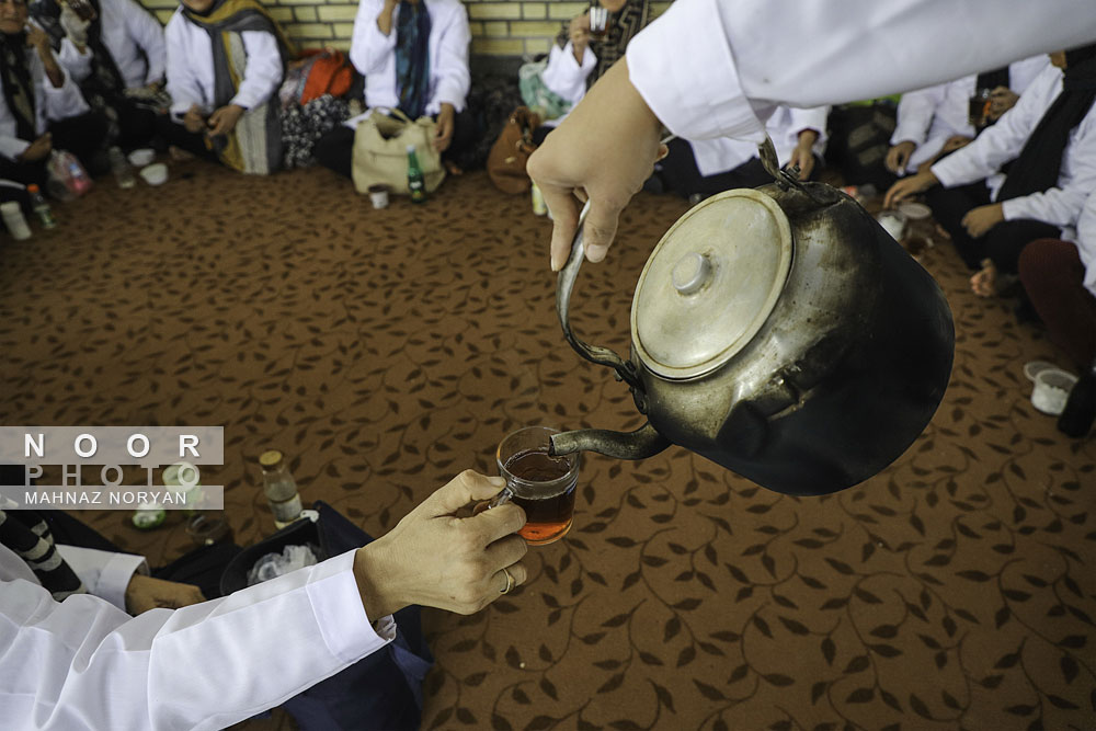 برداشت پسته نیشابور
