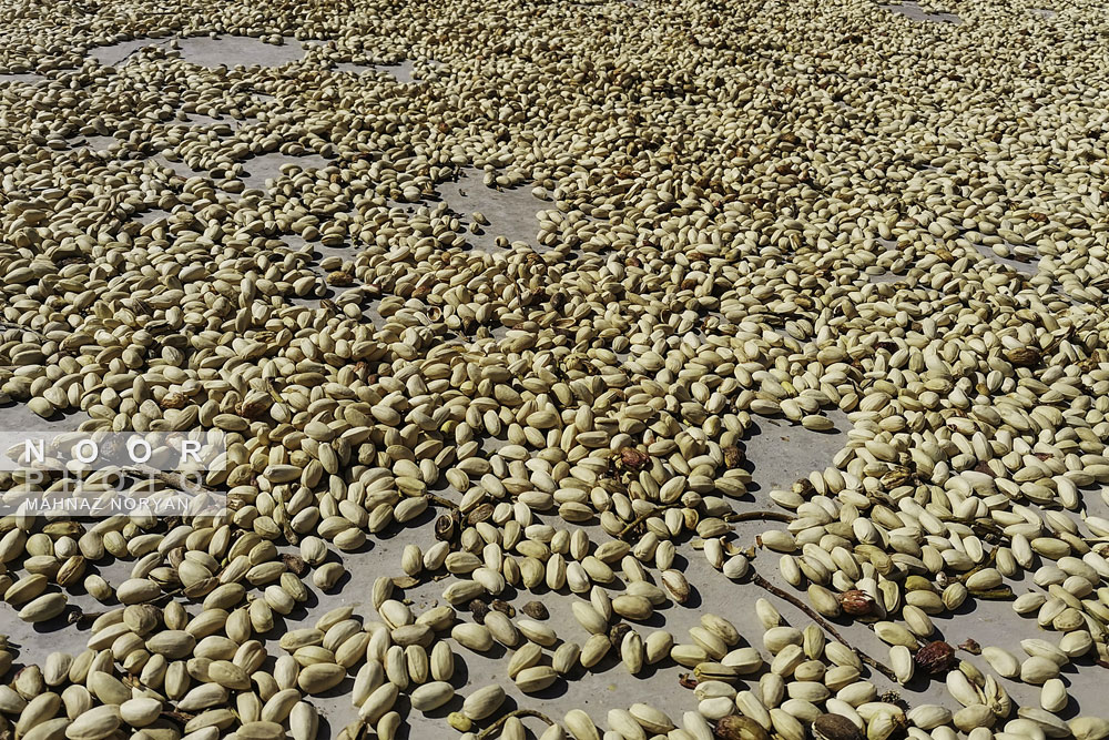 برداشت پسته نیشابور