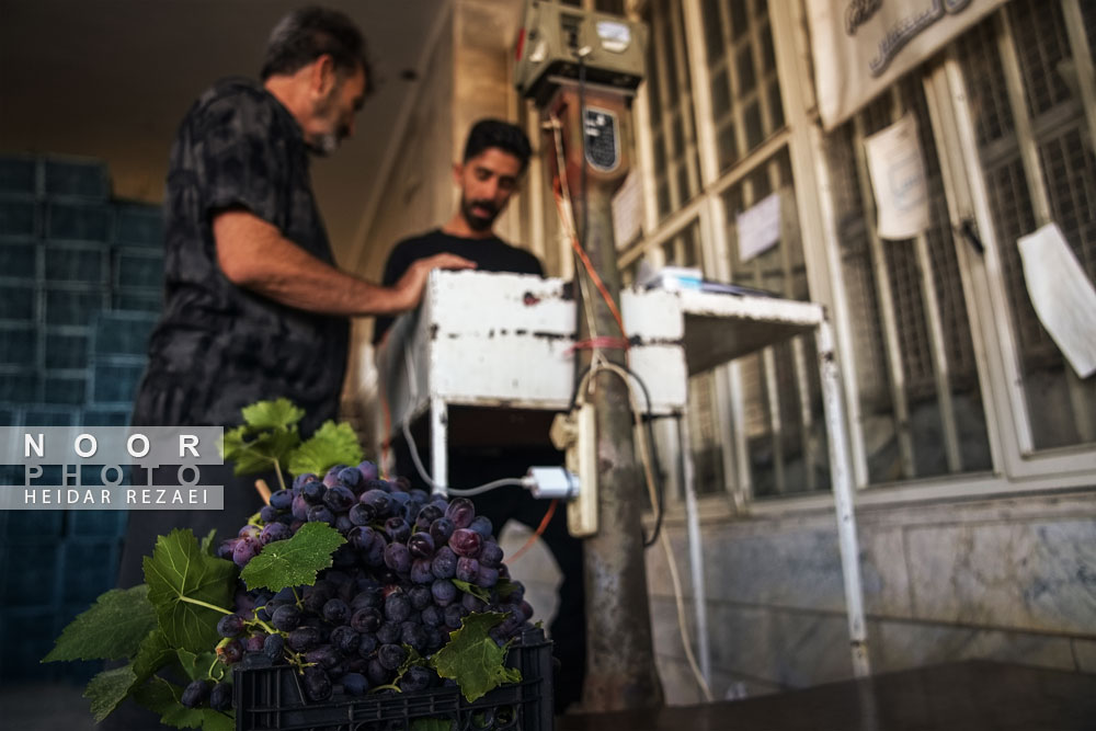 برداشت انگور از باغات شهر رویان شاهرود