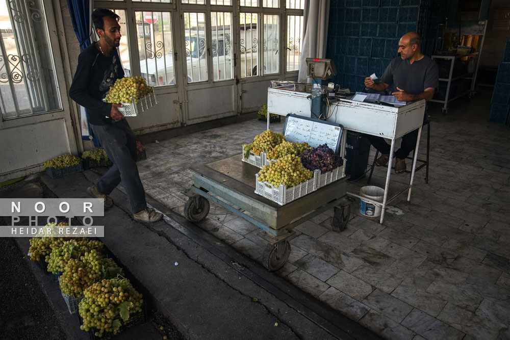 برداشت انگور از باغات شهر رویان شاهرود