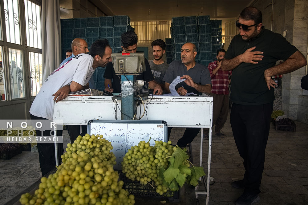 برداشت انگور از باغات شهر رویان شاهرود