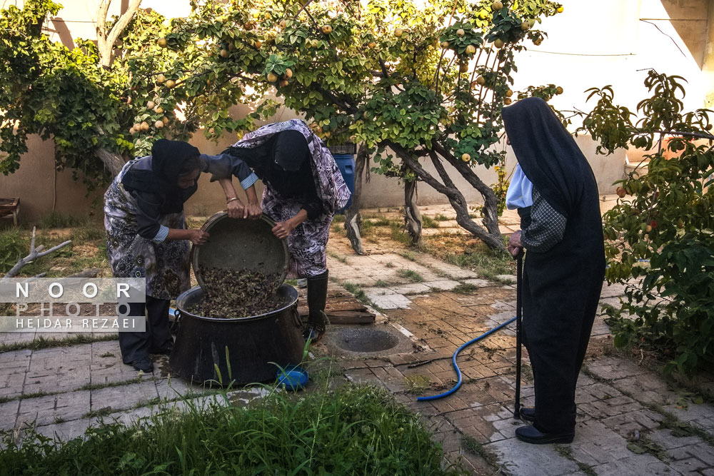 برداشت انگور از باغات شهر رویان شاهرود