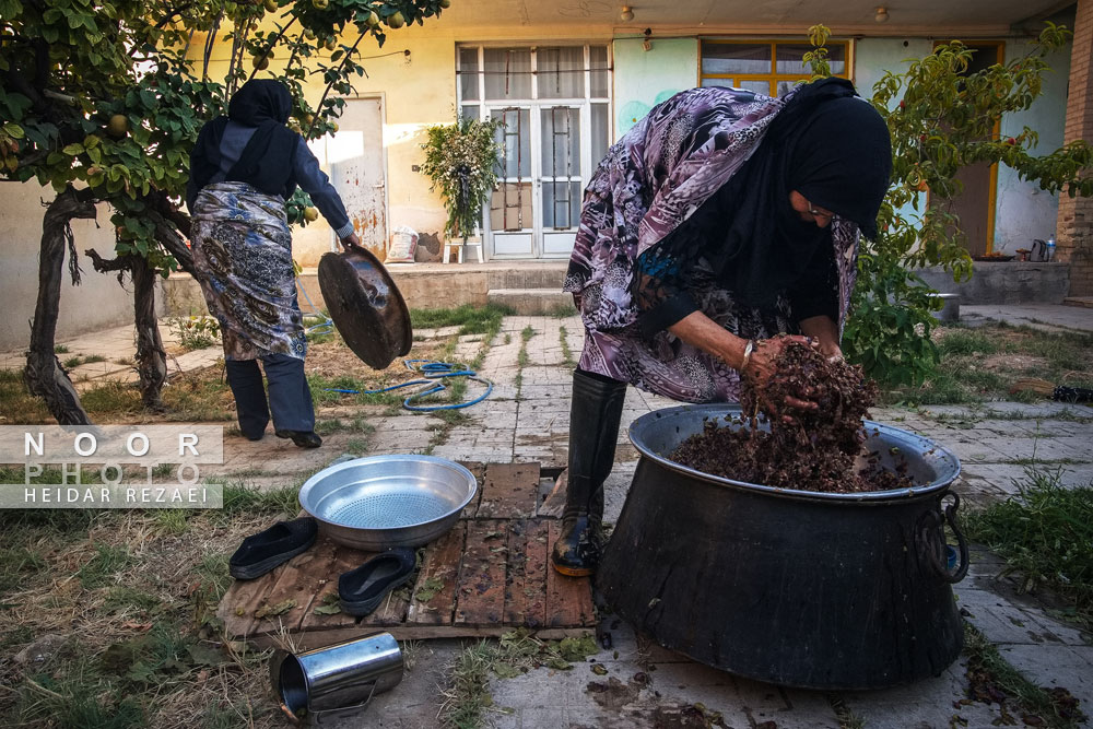 برداشت انگور از باغات شهر رویان شاهرود