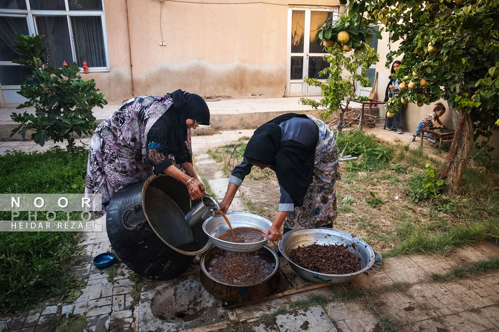 برداشت انگور از باغات شهر رویان شاهرود