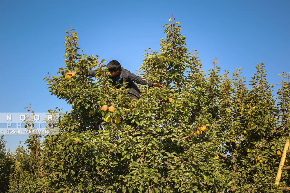 برداشت گلابی چناران