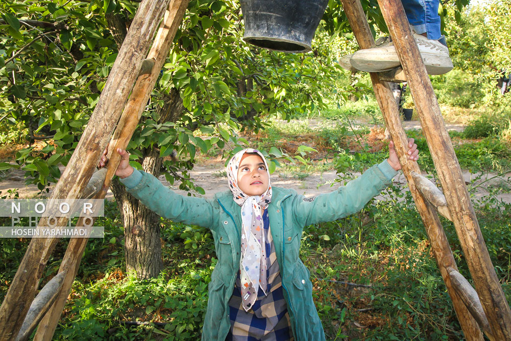 برداشت گلابی چناران