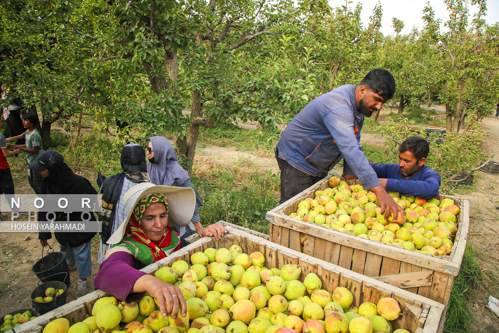 برداشت گلابی چناران