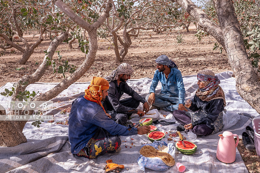 برداشت پسته از باغات ساوه