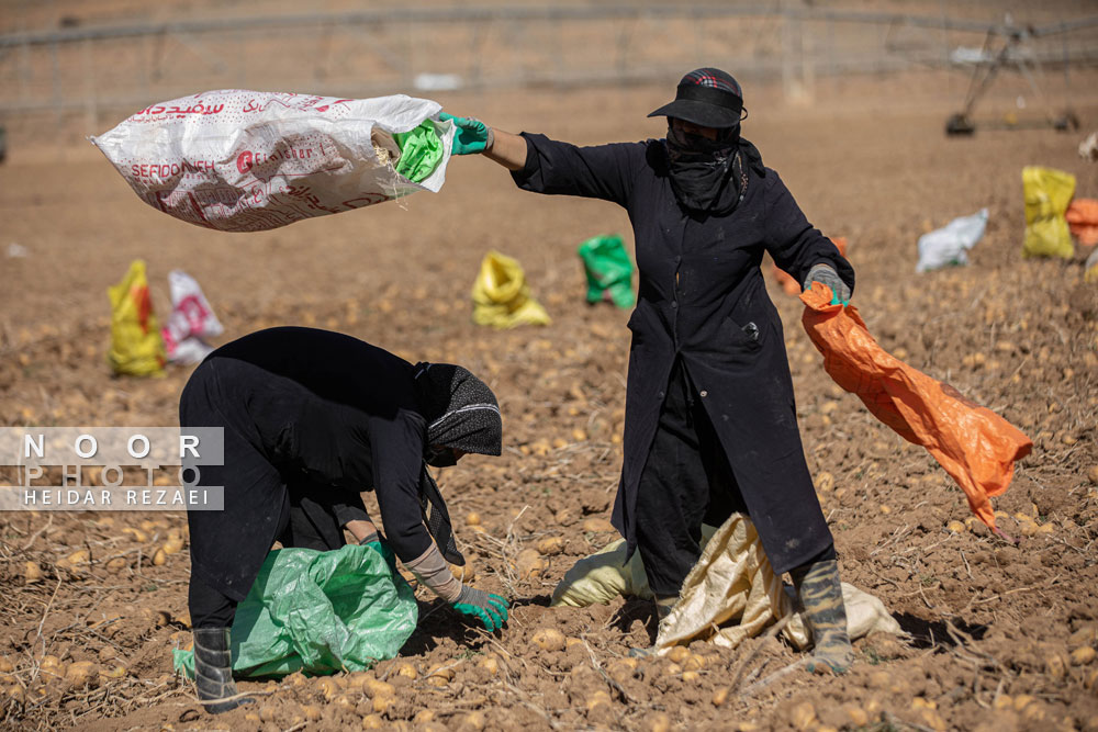 اشتغالزایی%20در%20مزارع%20سیب%20زمینی%20فیروزکوه